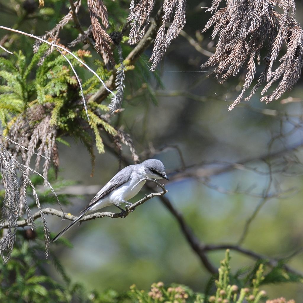 サンショウクイさん？　DSC_2431