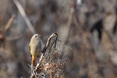 流し目　DSC_3025