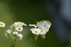 野の花にモンシロチョウ　　DSC_0624