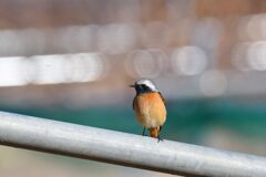 決めのポーズ　　　DSC_6359