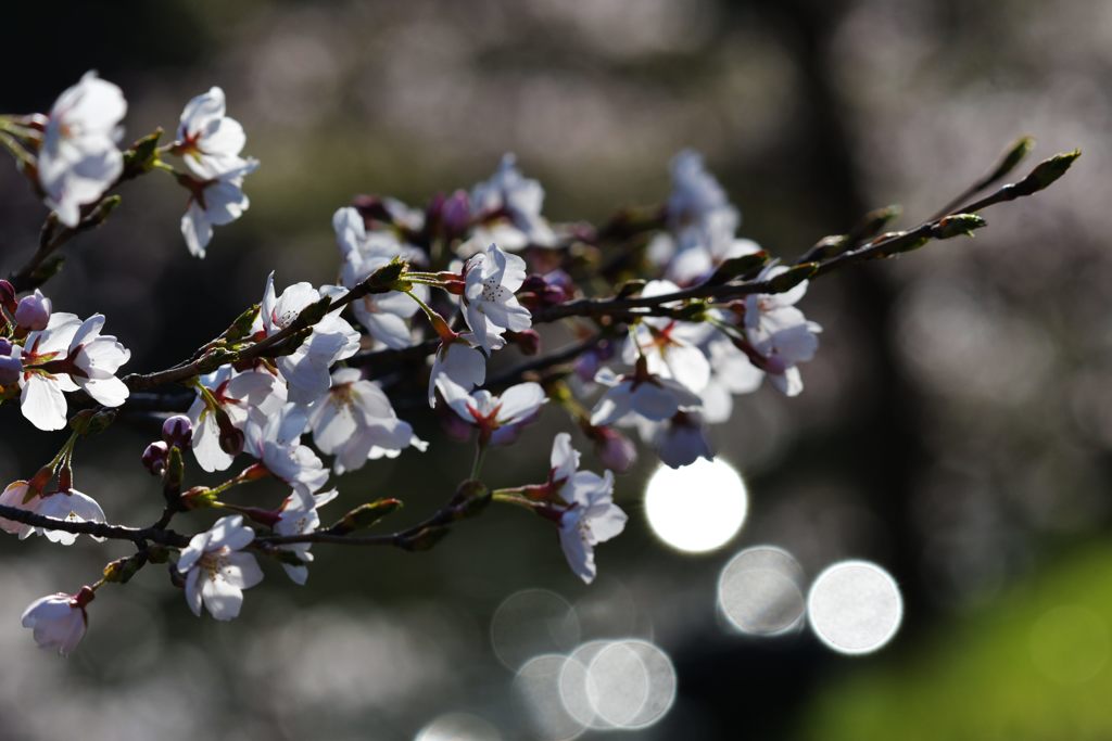 桜、キラキラ　DSC_9149