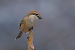 モズ（メス）　DSC_8043