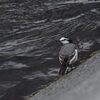 ハクセキレイ　　　DSC_6404