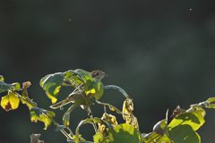 休憩　DSC_9768