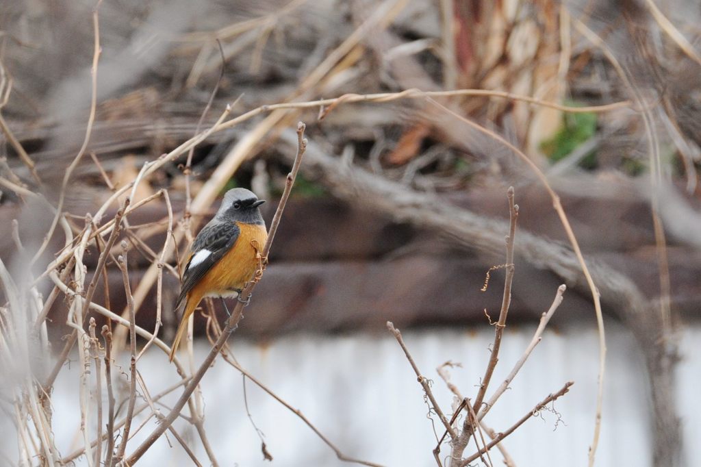 顔も見てや　　DSC_2752