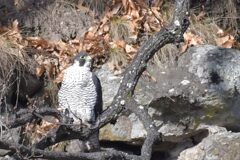 ハヤブサ　　DSC_1523