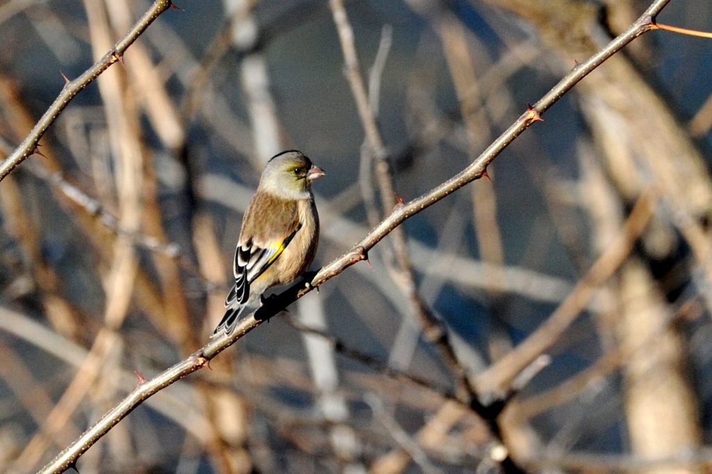 ご機嫌斜め？　 DSC_9735