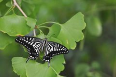 緑の木陰にて　DSC_3930