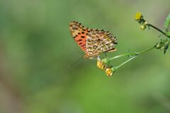 野の花にツマグロヒョウモン　　DSC_2172