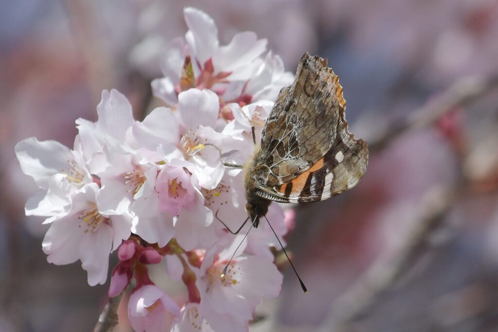 桜花にアカタテハ　　DSC_1590