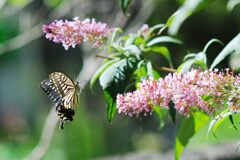 花蜜を求めて　　DSC_4602