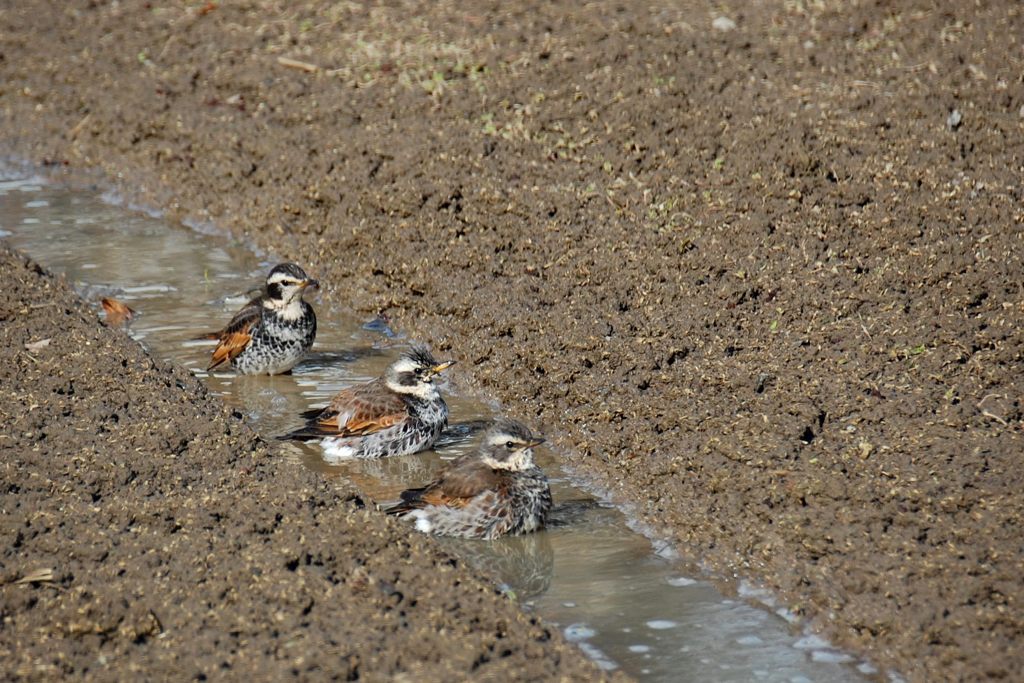 シンクロ　 DSC_2456