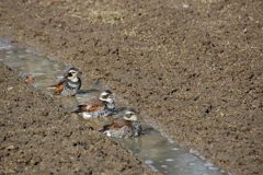 シンクロ　 DSC_2456