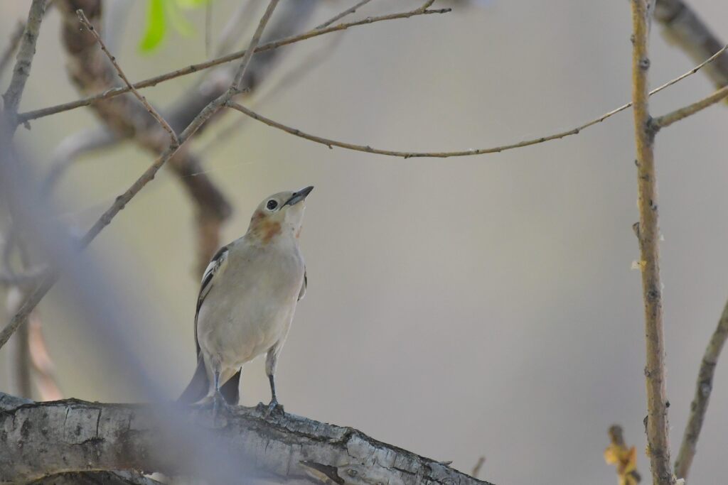 コムクドリ　　　DSC_9088