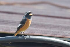 囀る　　DSC_3751