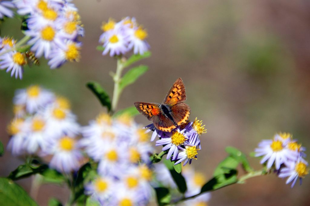 シオンとベニシジミ　DSC_4264