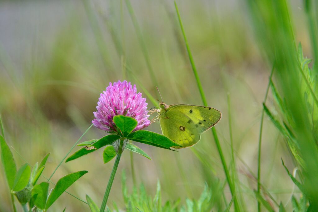 野の花にモンキチョウ　　DSC_4362