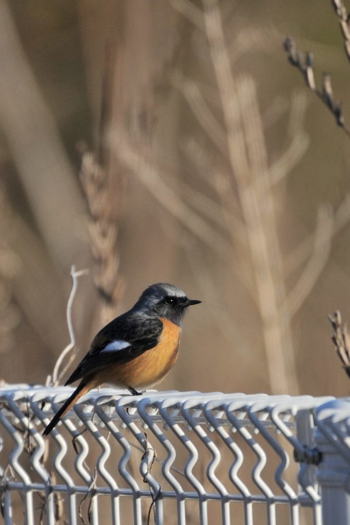 暖かいかな？　 DSC_6951