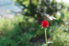 センニチコウで翅休み　DSC_3487