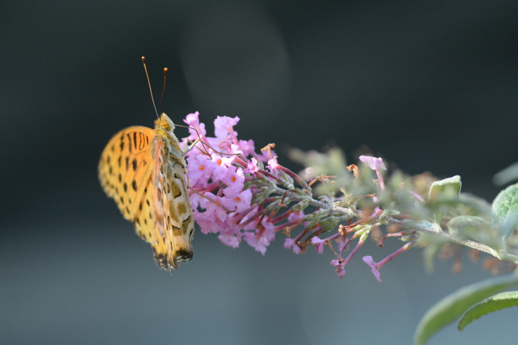 残り花に　３　DSC_7856