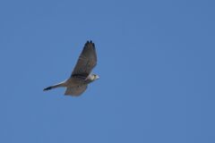 チョウゲンボウ飛ぶ　　DSC_7151
