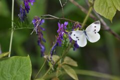 野の花に舞う　　DSC_3823