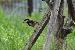 ヤマガラ　　　DSC_2672