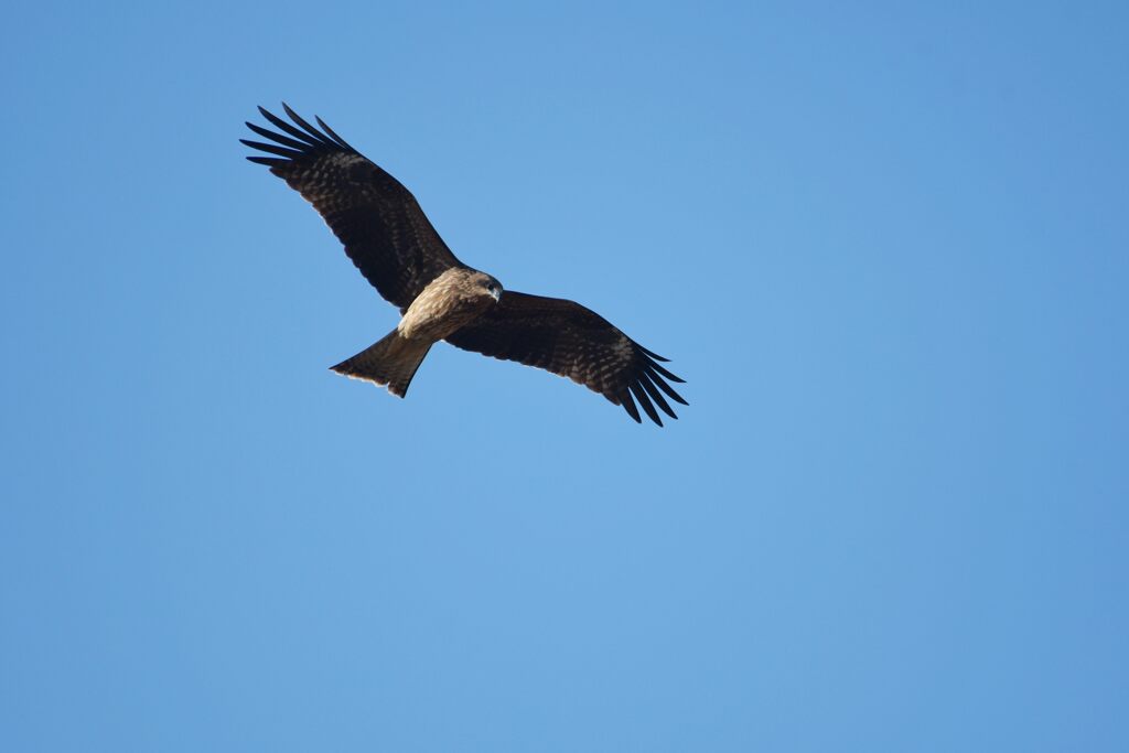 青空にトビ舞う　DSC_5305