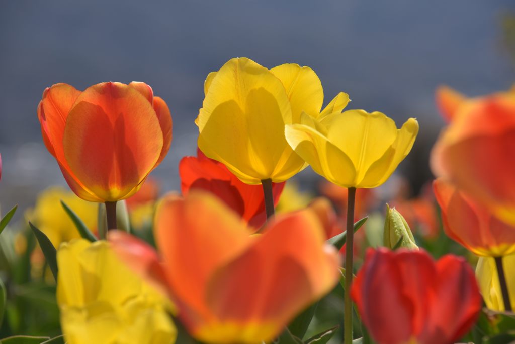 チューリップ　DSC_7928