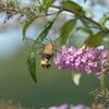ブッドレアにオオスカシバ　DSC_7739