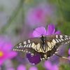 翅の色にも秋が　DSC_0093