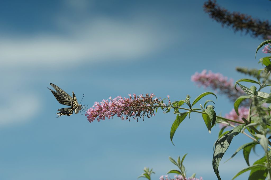 青空とブッドレアとナミアゲハ　DSC_3892