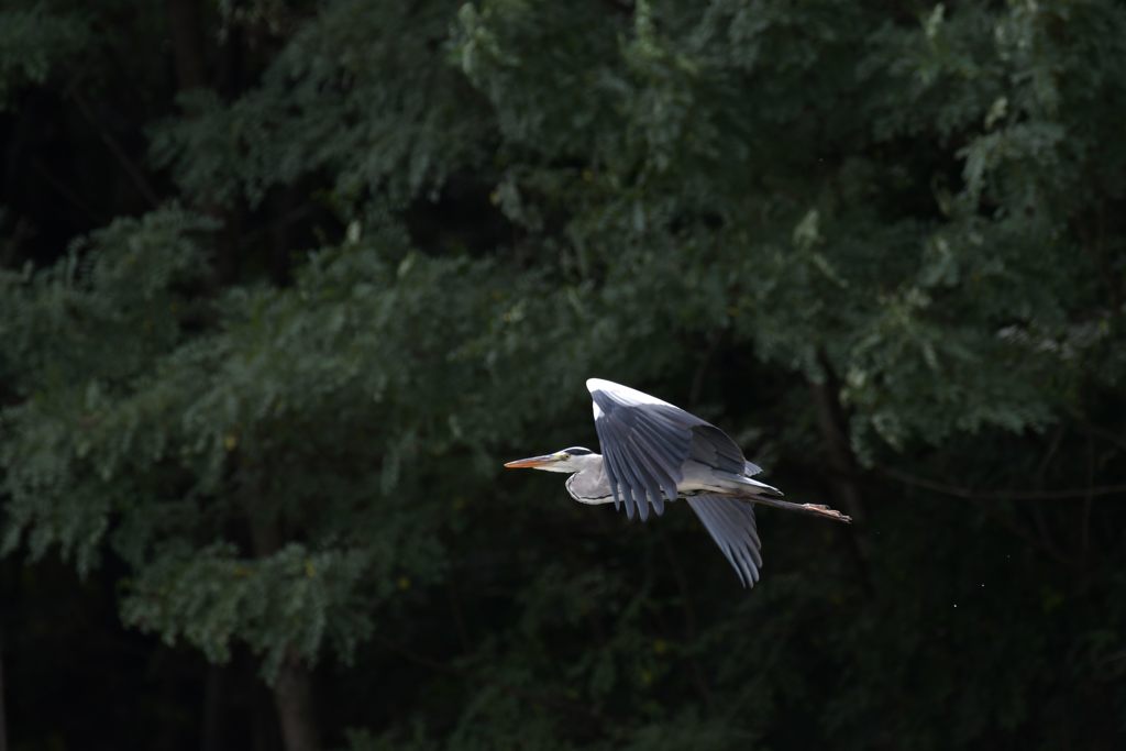 アオサギの舞い　１　DSC_7575