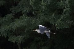 アオサギの舞い　１　DSC_7575