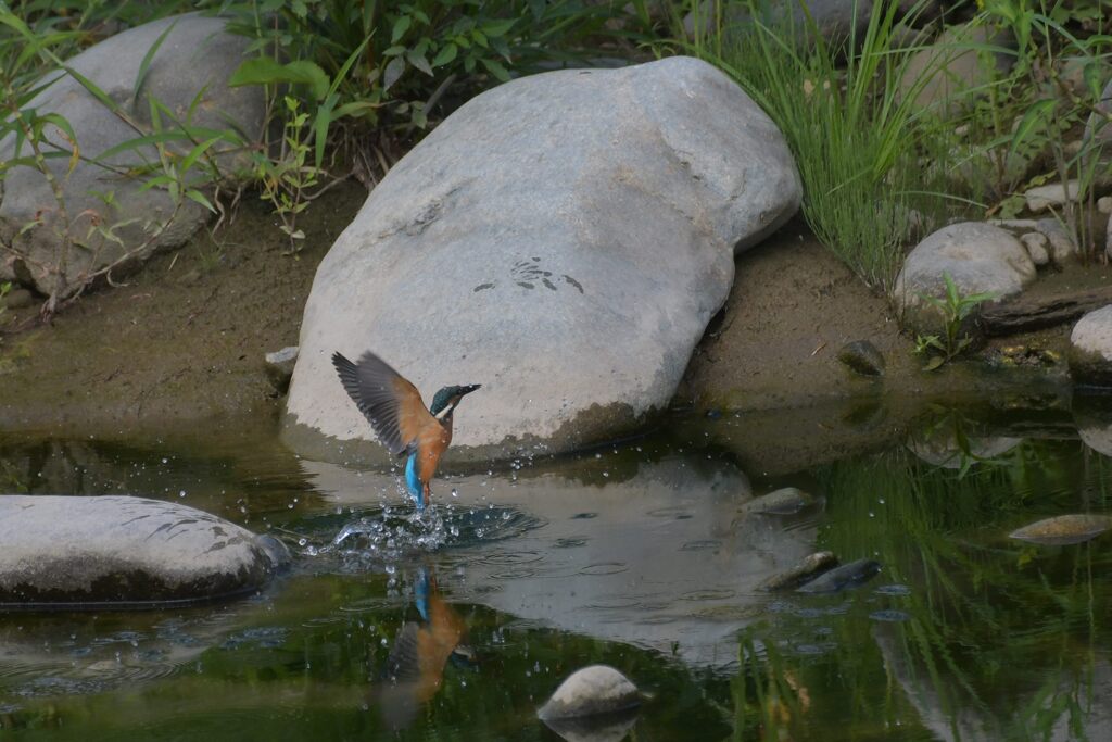 捕れた！　　DSC_6173