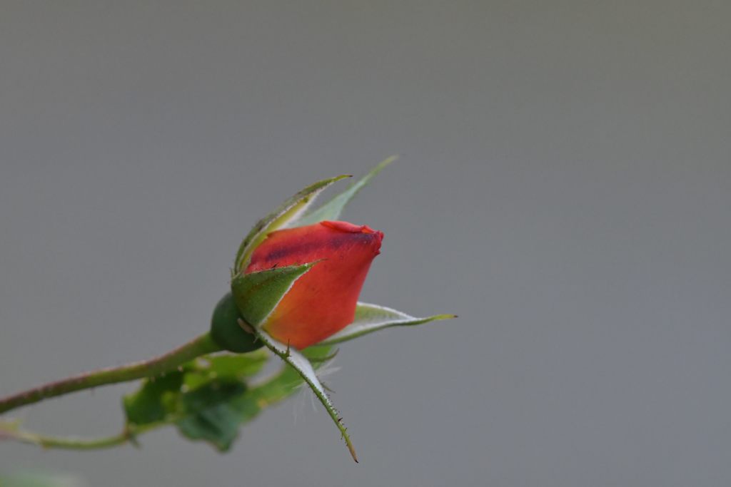 もう少し待ってね　DSC_2739