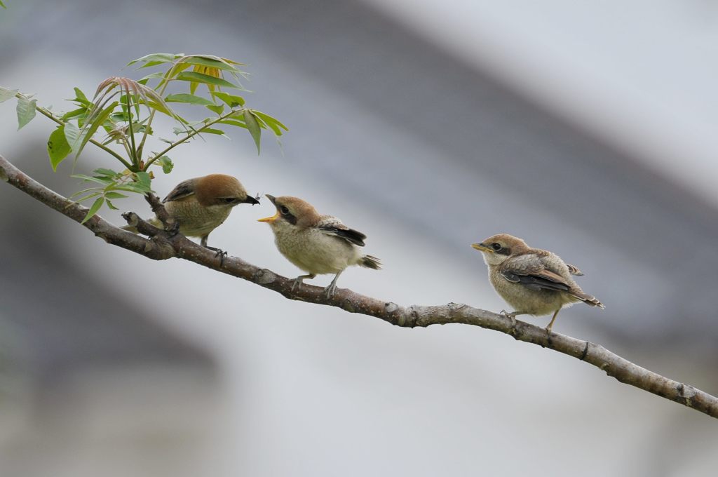 はやくちょーだい！　DSC_3521