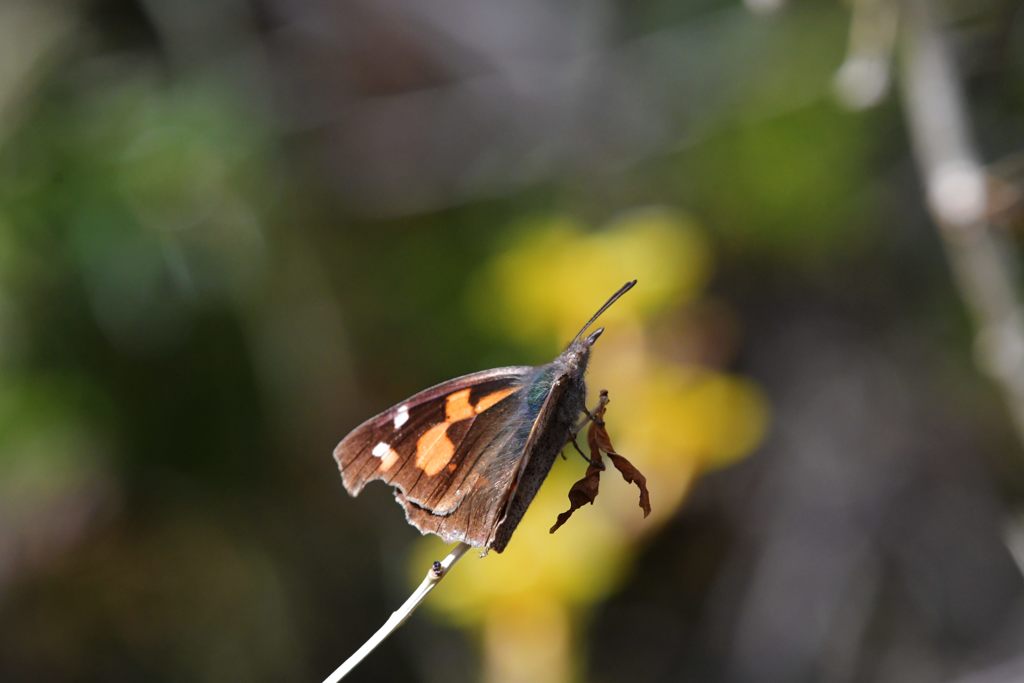 テングチョウ　DSC_0974