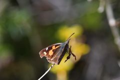 テングチョウ　DSC_0974