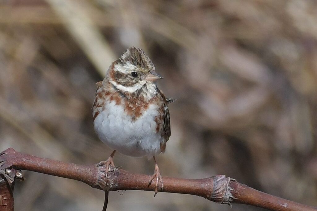 カシラダカ　　DSC_7589