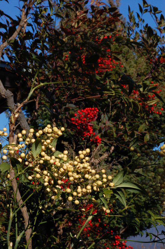 紅白の南天