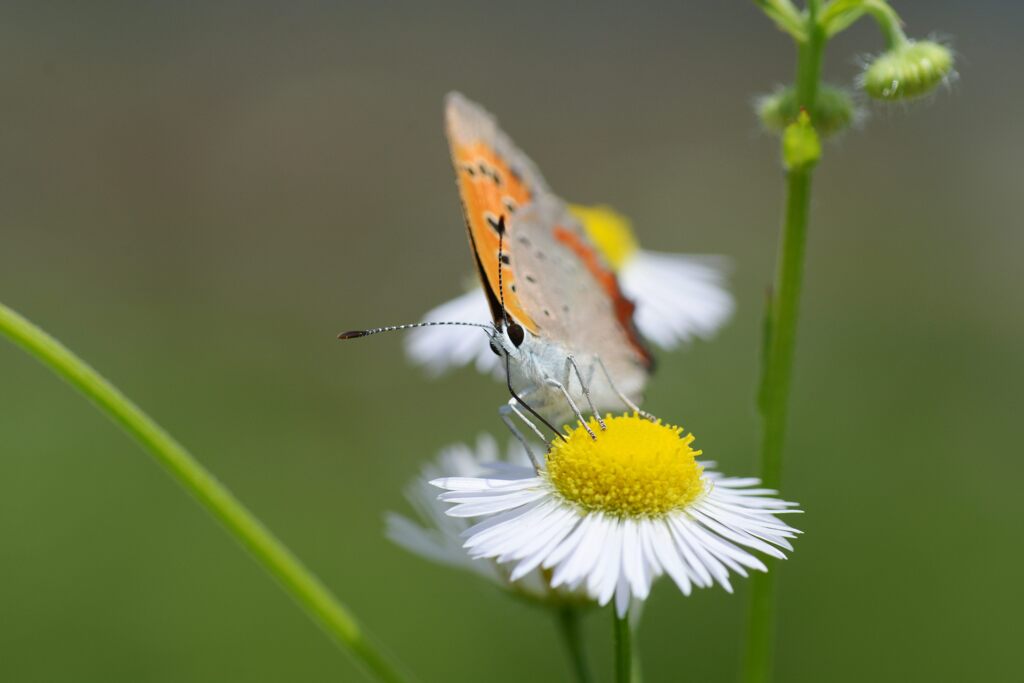 野の花にベニシジミ　DSC_5956