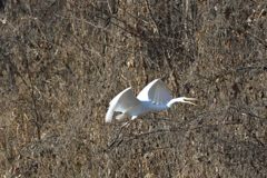 鳴く　DSC_3112