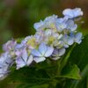 暑さに耐えて　　DSC_2095