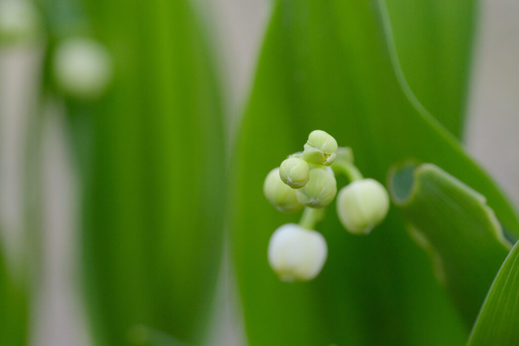 楽しみ・・・２　　DSC_8592