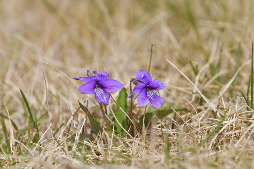 野の花　　DSC_0858