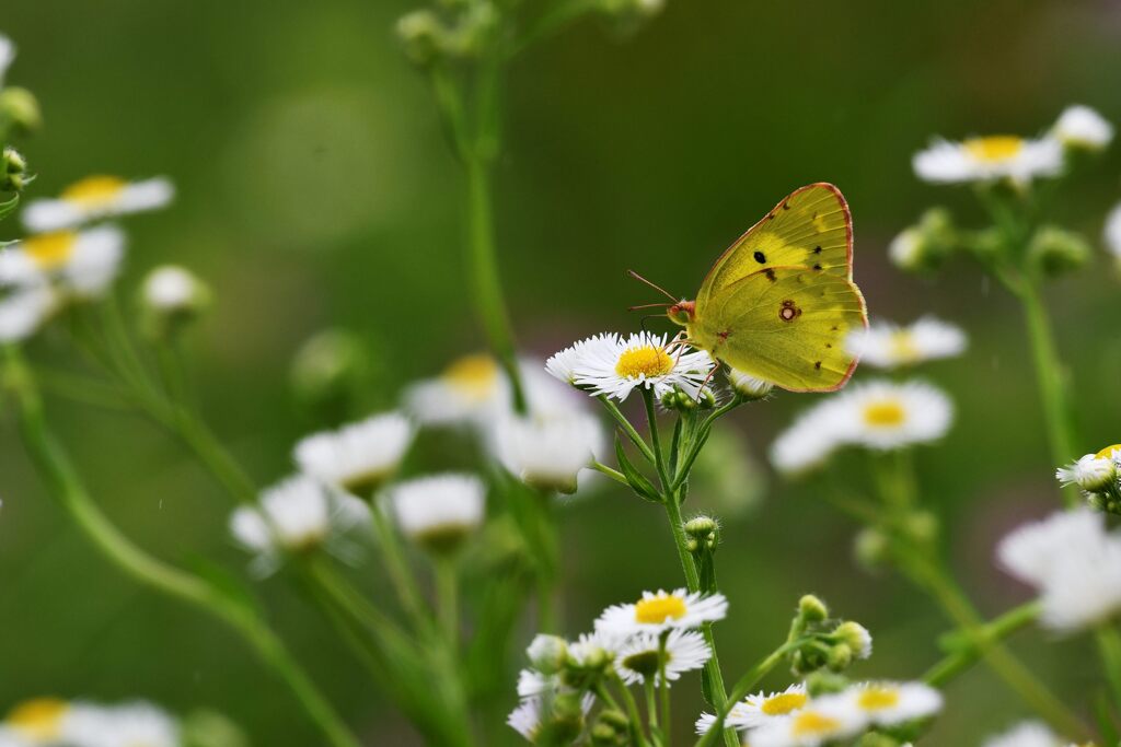野の花に囲まれて　　DSC_8689