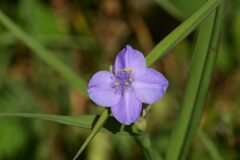 ちょっと変ですね　　DSC_9152