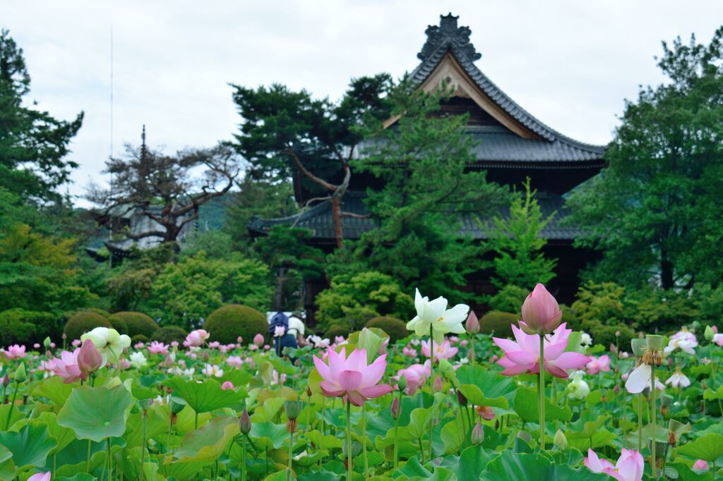 信濃国分寺本堂とハス園　　DSC_5774