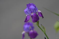 しっとりと咲く　　DSC_3316
